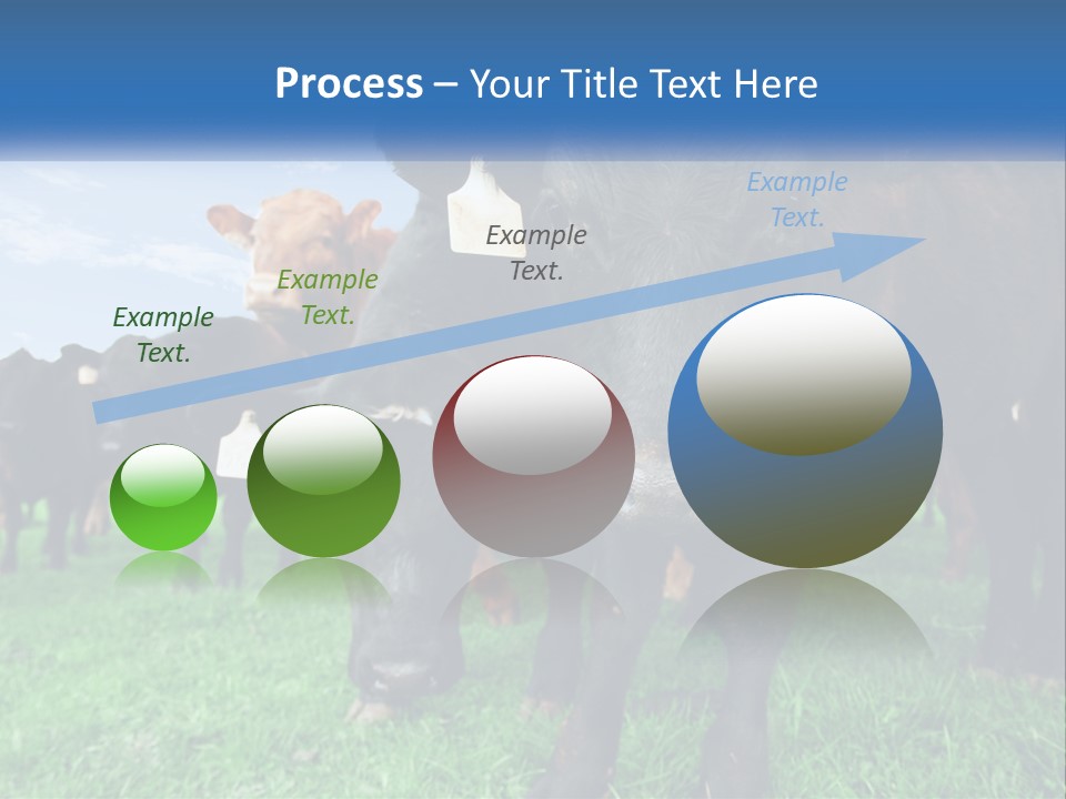 A Herd Of Cattle Standing On Top Of A Lush Green Field PowerPoint Template