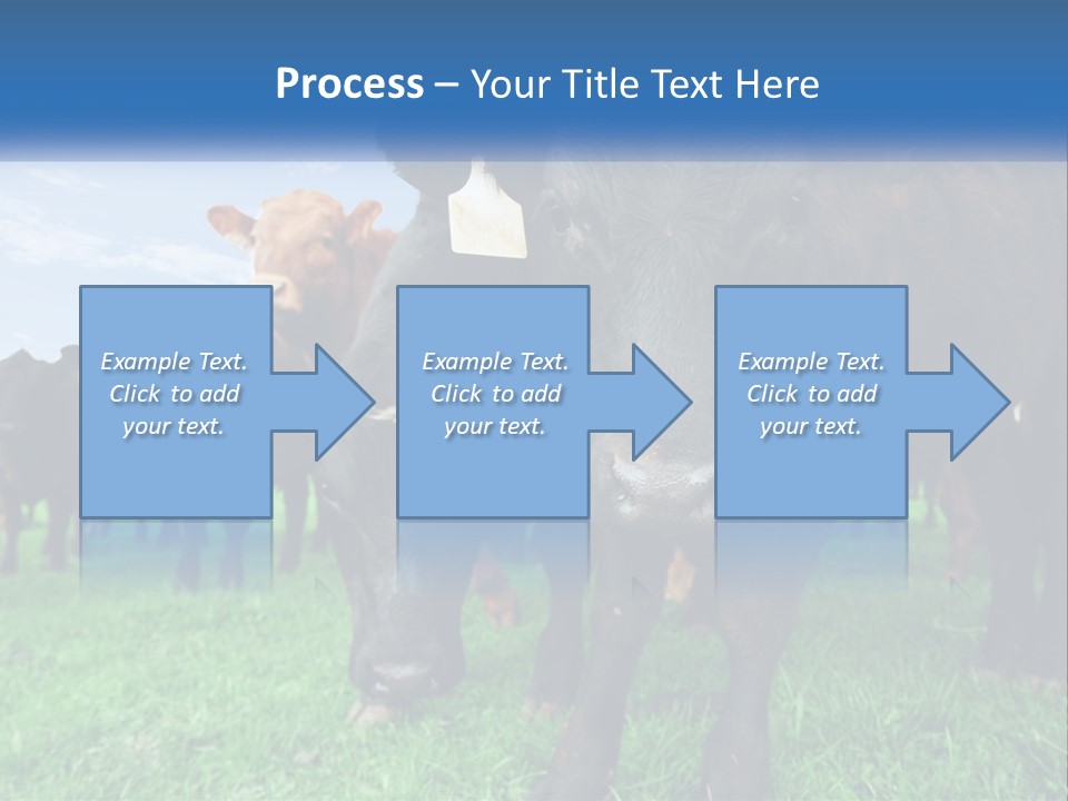 A Herd Of Cattle Standing On Top Of A Lush Green Field PowerPoint Template