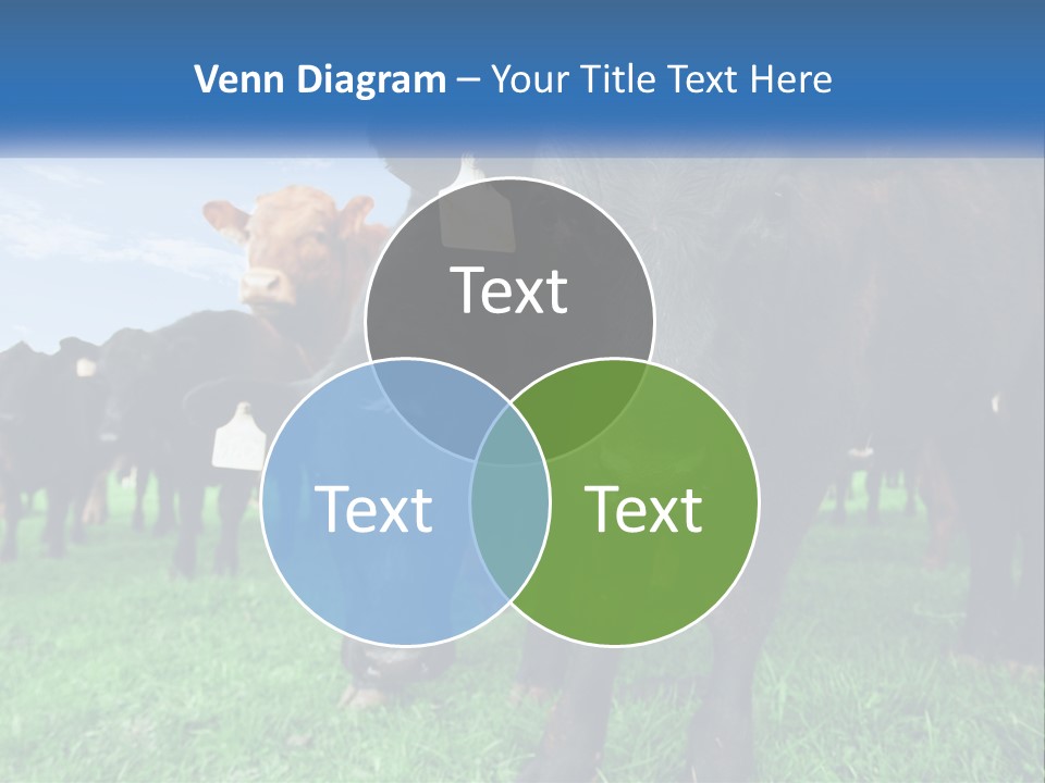 A Herd Of Cattle Standing On Top Of A Lush Green Field PowerPoint Template