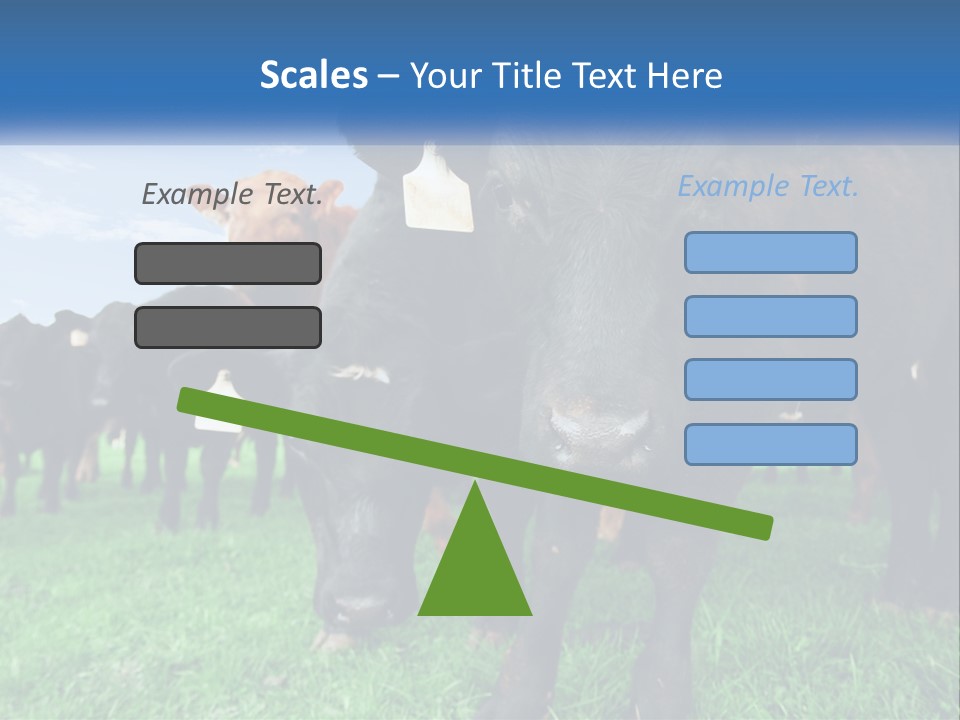 A Herd Of Cattle Standing On Top Of A Lush Green Field PowerPoint Template