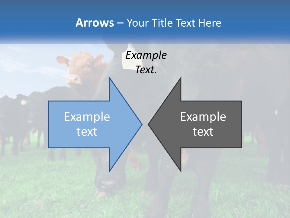 A Herd Of Cattle Standing On Top Of A Lush Green Field PowerPoint Template