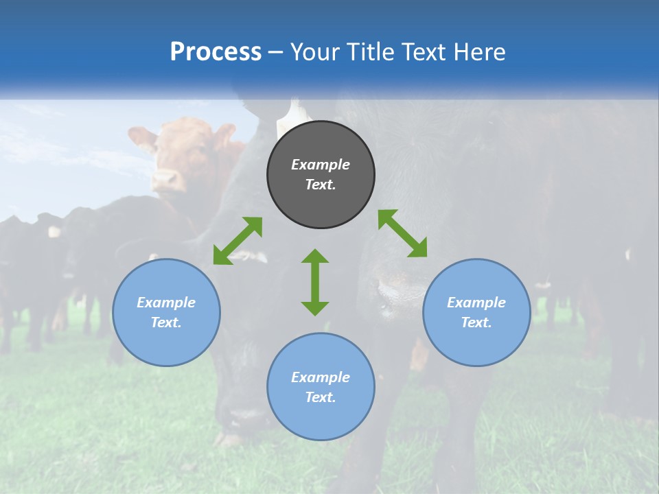 A Herd Of Cattle Standing On Top Of A Lush Green Field PowerPoint Template