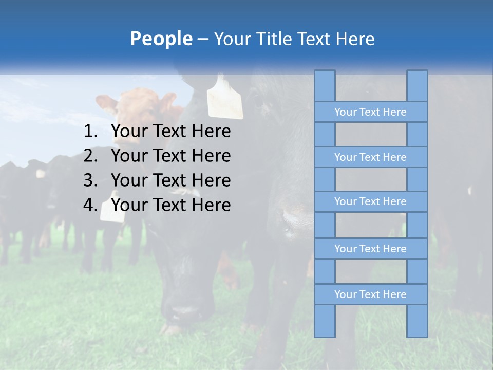 A Herd Of Cattle Standing On Top Of A Lush Green Field PowerPoint Template