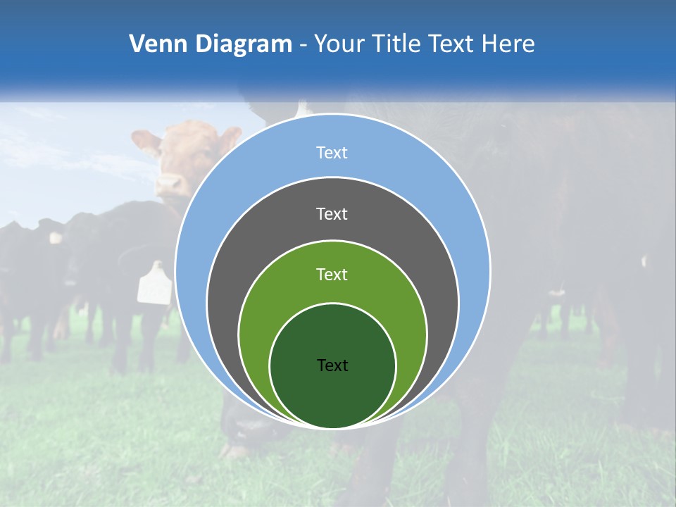 A Herd Of Cattle Standing On Top Of A Lush Green Field PowerPoint Template