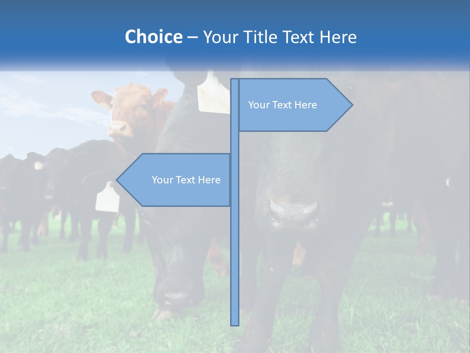 A Herd Of Cattle Standing On Top Of A Lush Green Field PowerPoint Template