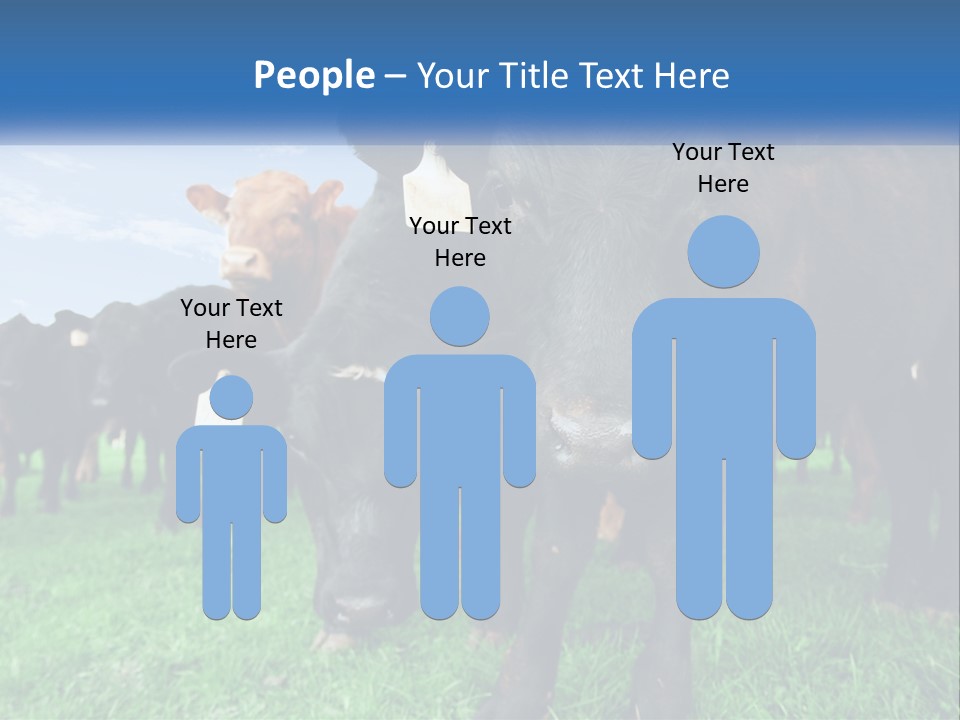 A Herd Of Cattle Standing On Top Of A Lush Green Field PowerPoint Template