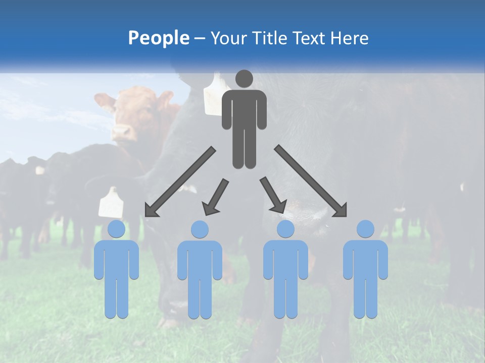 A Herd Of Cattle Standing On Top Of A Lush Green Field PowerPoint Template