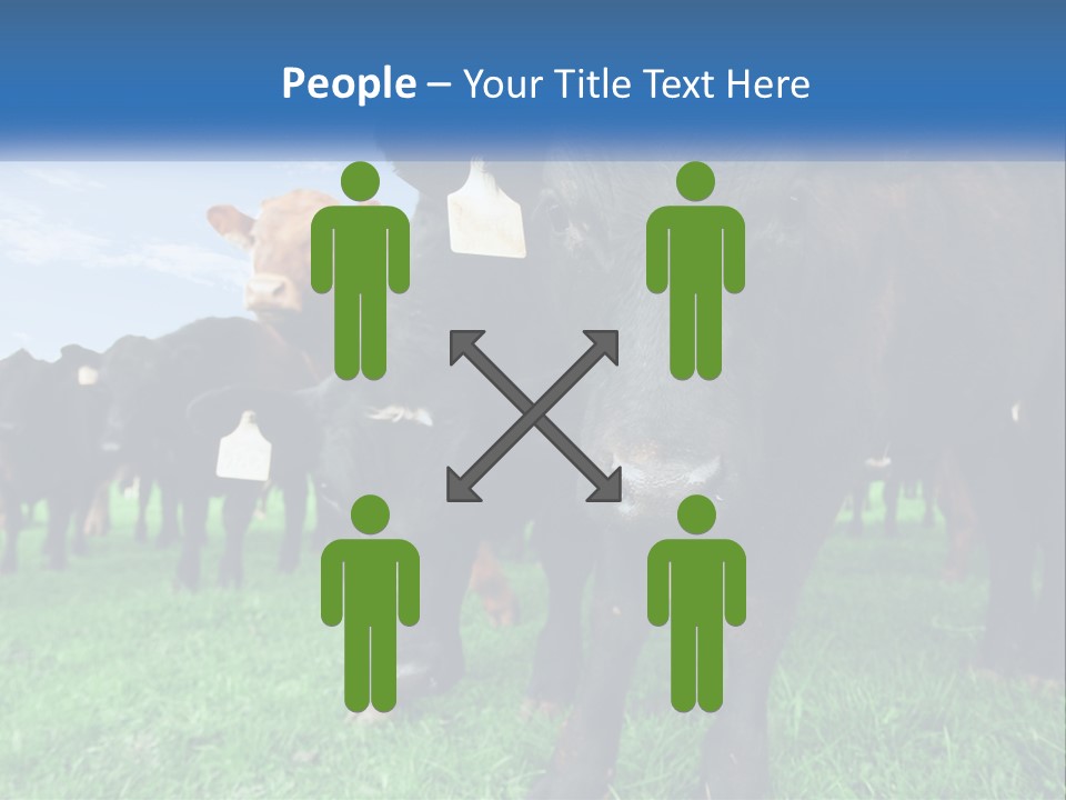 A Herd Of Cattle Standing On Top Of A Lush Green Field PowerPoint Template