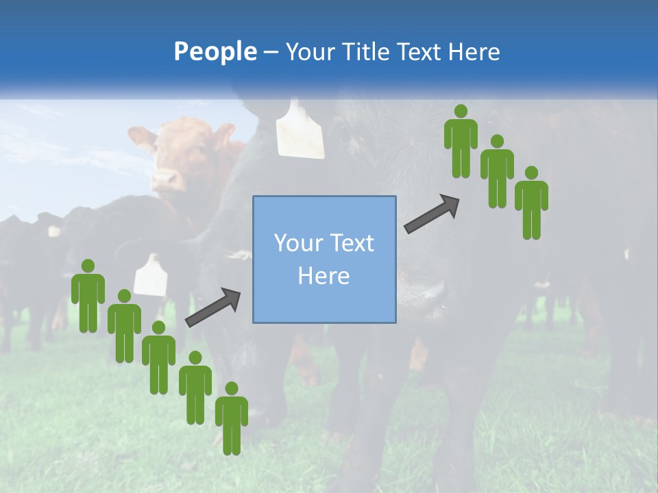 A Herd Of Cattle Standing On Top Of A Lush Green Field PowerPoint Template