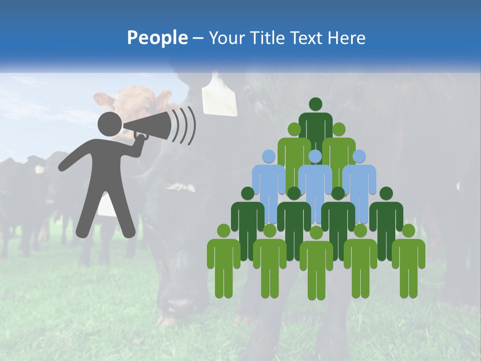 A Herd Of Cattle Standing On Top Of A Lush Green Field PowerPoint Template