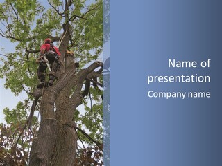 A Man Is Climbing Up A Tree With A Harness PowerPoint Template