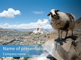 A Sheep Standing On A Rock Overlooking A City PowerPoint Template