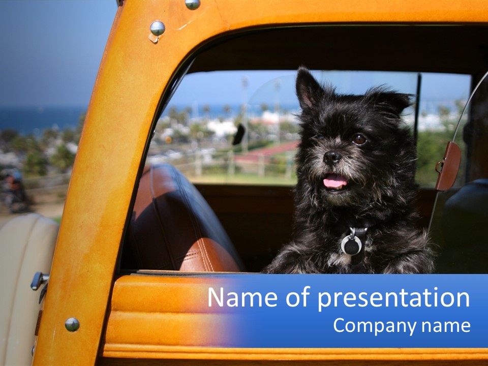 A Small Black Dog Sitting In The Back Of A Truck PowerPoint Template