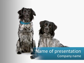 Two Dogs Sitting Next To Each Other On A White Background PowerPoint Template