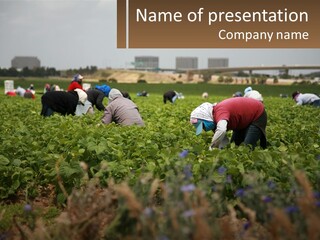 A Group Of People Picking Plants In A Field PowerPoint Template
