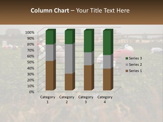 A Group Of People Picking Plants In A Field PowerPoint Template
