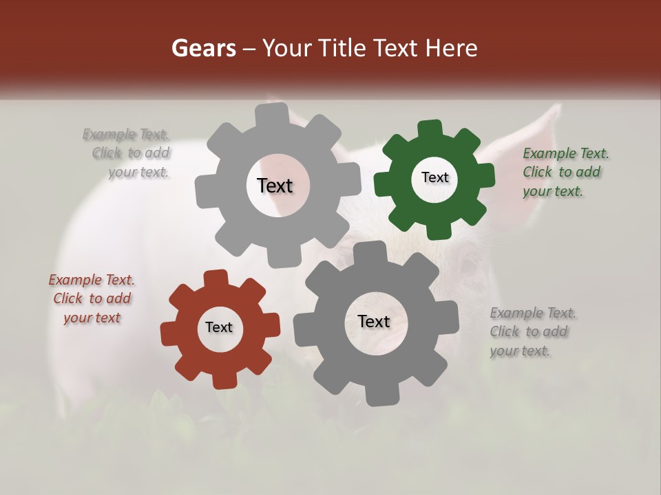 Sow Pink View PowerPoint Template