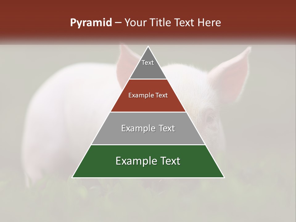 Sow Pink View PowerPoint Template