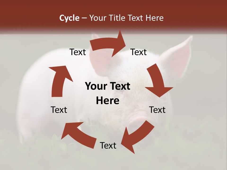 Sow Pink View PowerPoint Template