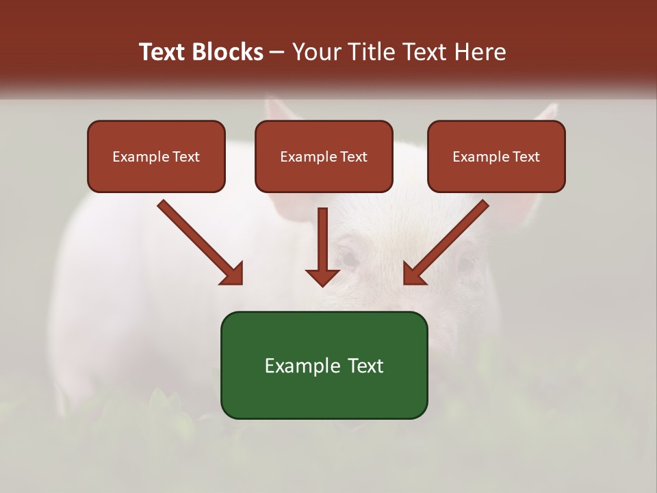 Sow Pink View PowerPoint Template