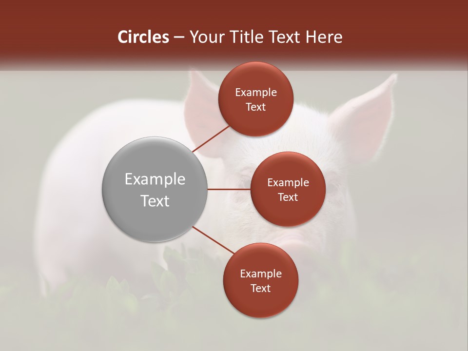 Sow Pink View PowerPoint Template