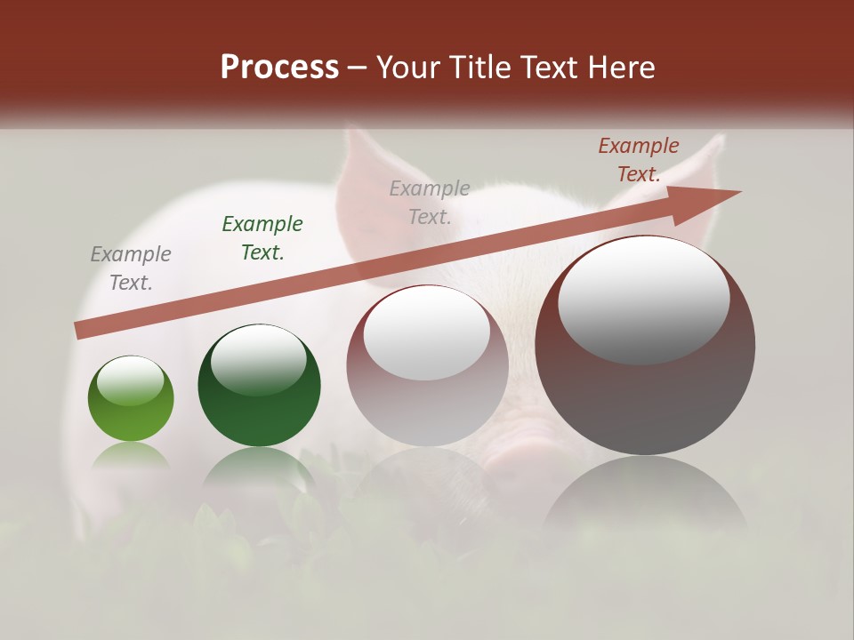 Sow Pink View PowerPoint Template