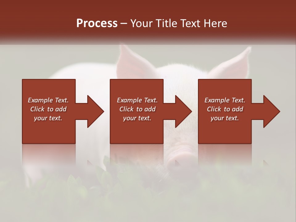 Sow Pink View PowerPoint Template
