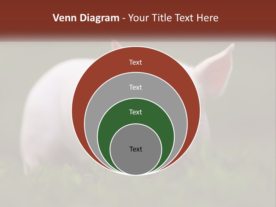 Sow Pink View PowerPoint Template