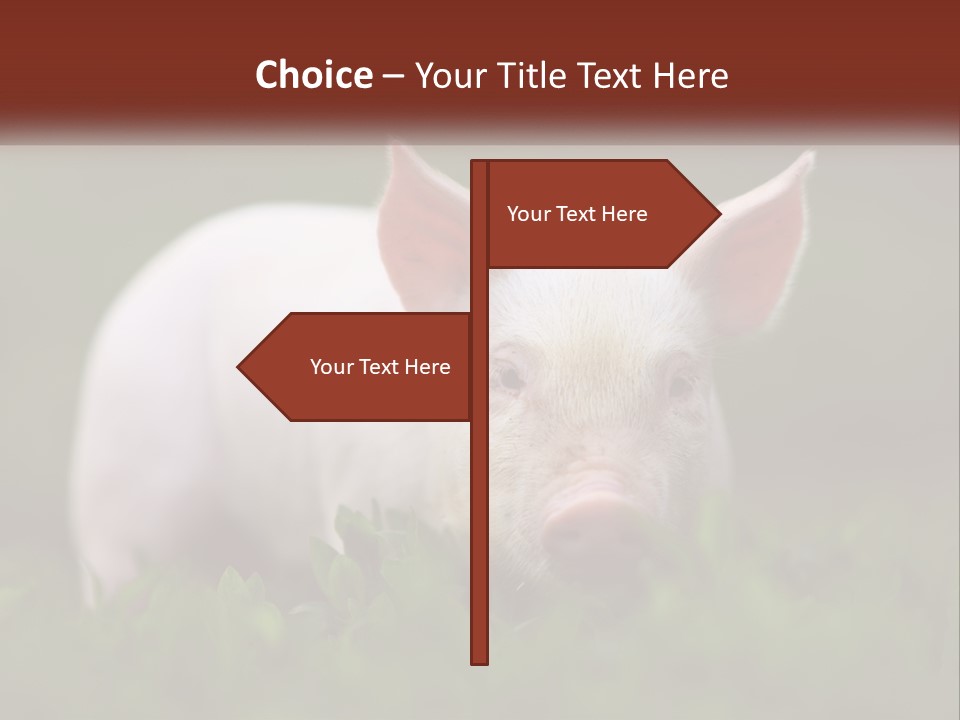 Sow Pink View PowerPoint Template