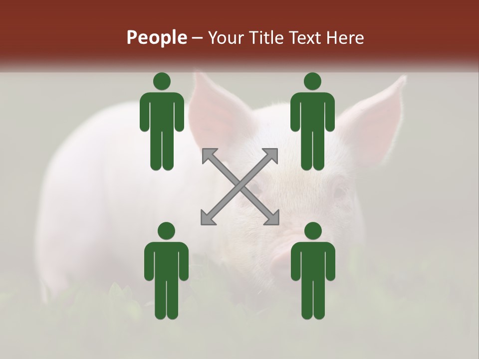 Sow Pink View PowerPoint Template