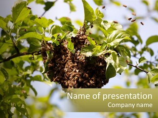 Thorax Tree Garden PowerPoint Template