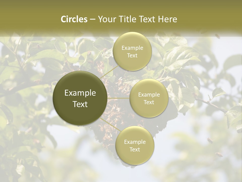 Thorax Tree Garden PowerPoint Template