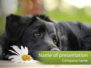 Dog Dream Black PowerPoint Template