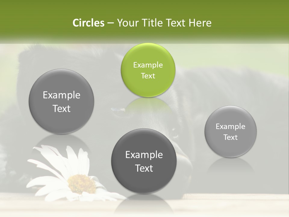 Dog Dream Black PowerPoint Template