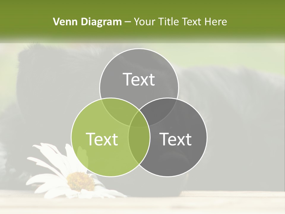 Dog Dream Black PowerPoint Template