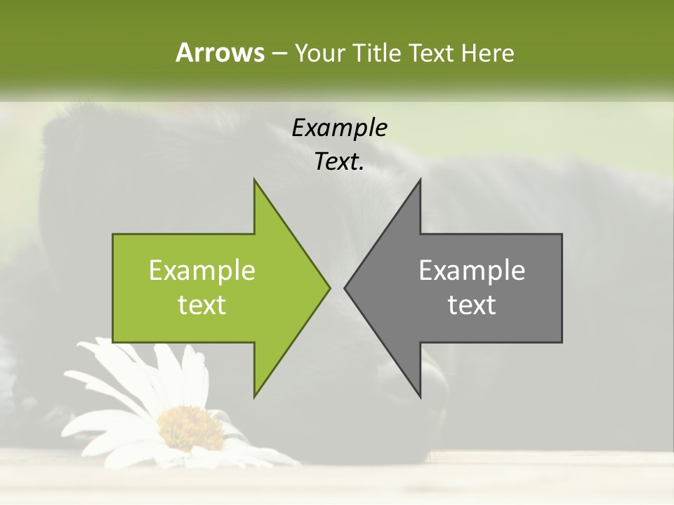 Dog Dream Black PowerPoint Template