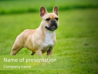 Employing Shows Small PowerPoint Template