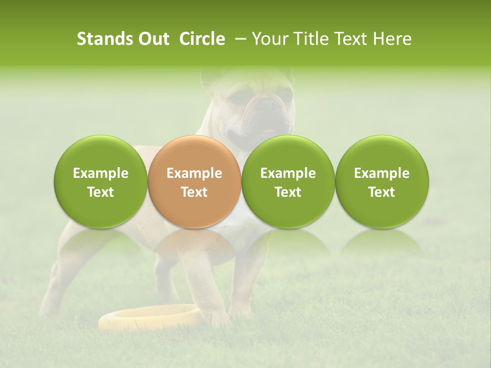 Employing Shows Small PowerPoint Template