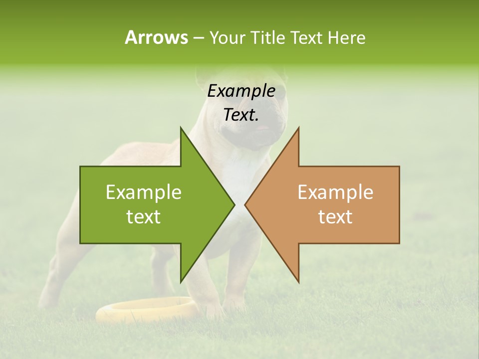 Employing Shows Small PowerPoint Template