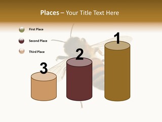 A Bee On A White Background Powerpoint Template PowerPoint Template