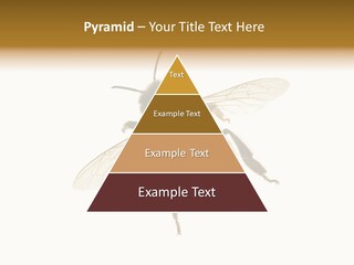 A Bee On A White Background Powerpoint Template PowerPoint Template