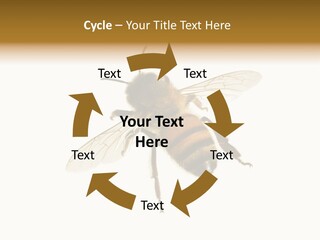 A Bee On A White Background Powerpoint Template PowerPoint Template