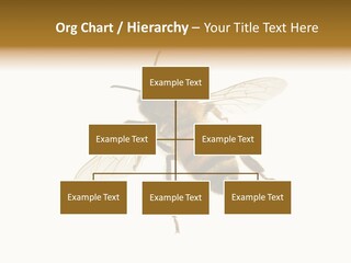 A Bee On A White Background Powerpoint Template PowerPoint Template
