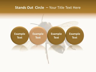 A Bee On A White Background Powerpoint Template PowerPoint Template