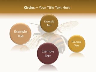 A Bee On A White Background Powerpoint Template PowerPoint Template
