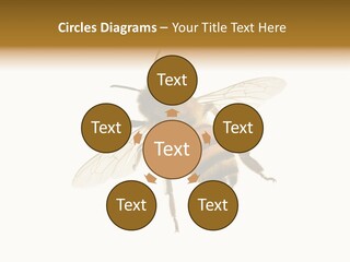 A Bee On A White Background Powerpoint Template PowerPoint Template