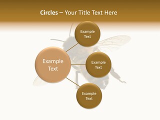 A Bee On A White Background Powerpoint Template PowerPoint Template