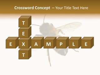 A Bee On A White Background Powerpoint Template PowerPoint Template
