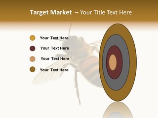A Bee On A White Background Powerpoint Template PowerPoint Template