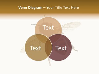 A Bee On A White Background Powerpoint Template PowerPoint Template
